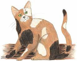 Where the Heart Is brown cat