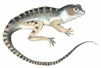 Half an Eggshell large lizard