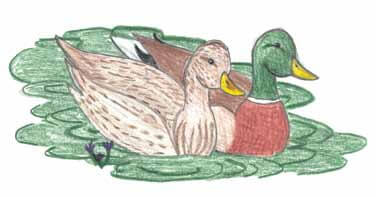 Bailey’s Resolve a couple of ducks