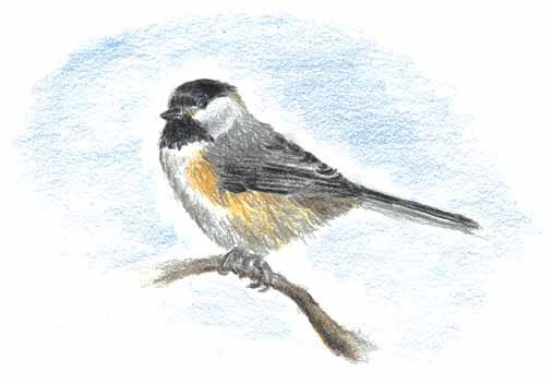 The Sanctuary That Cured Me bird