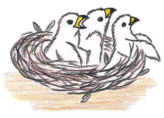 The Sparrow little birds