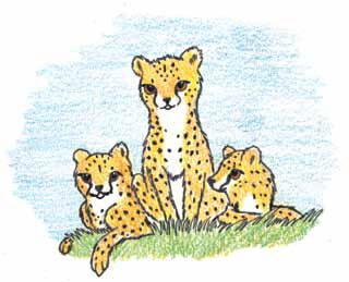 Freedom Run cheetas gather together
