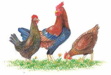 This Summer chickens eating