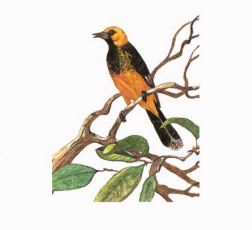 The Fallen Log yellow bird