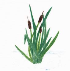 The Garden green plant