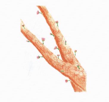 A Hidden Reflection tree branch