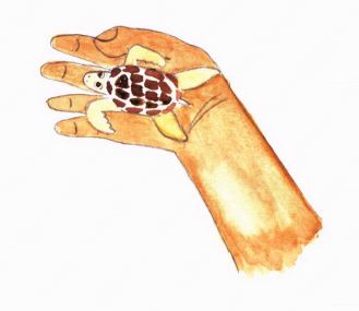 Summer of the Sea Turtles holding turtle