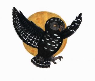 Curandero black owl