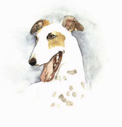 Greyhound Park white greyhound