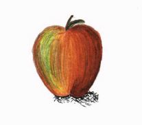 Night Flight red apple