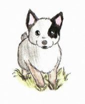 A Day at the Ranch white dog