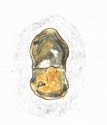 A Breath of Fresh Air oyster