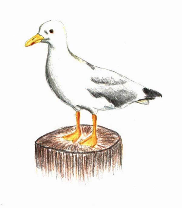 a scrap of orange cloth seagull