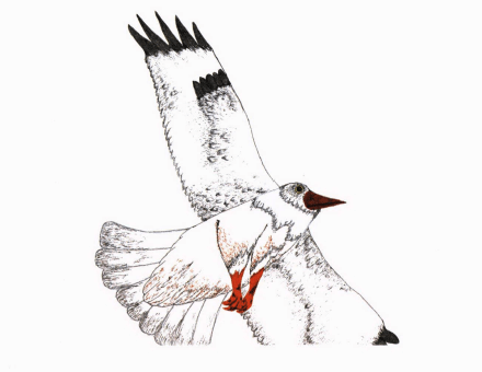 The Lone Straw Hat a white bird