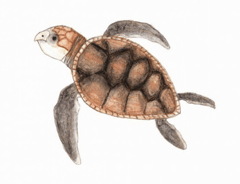 Surprises at Sunrise turtles