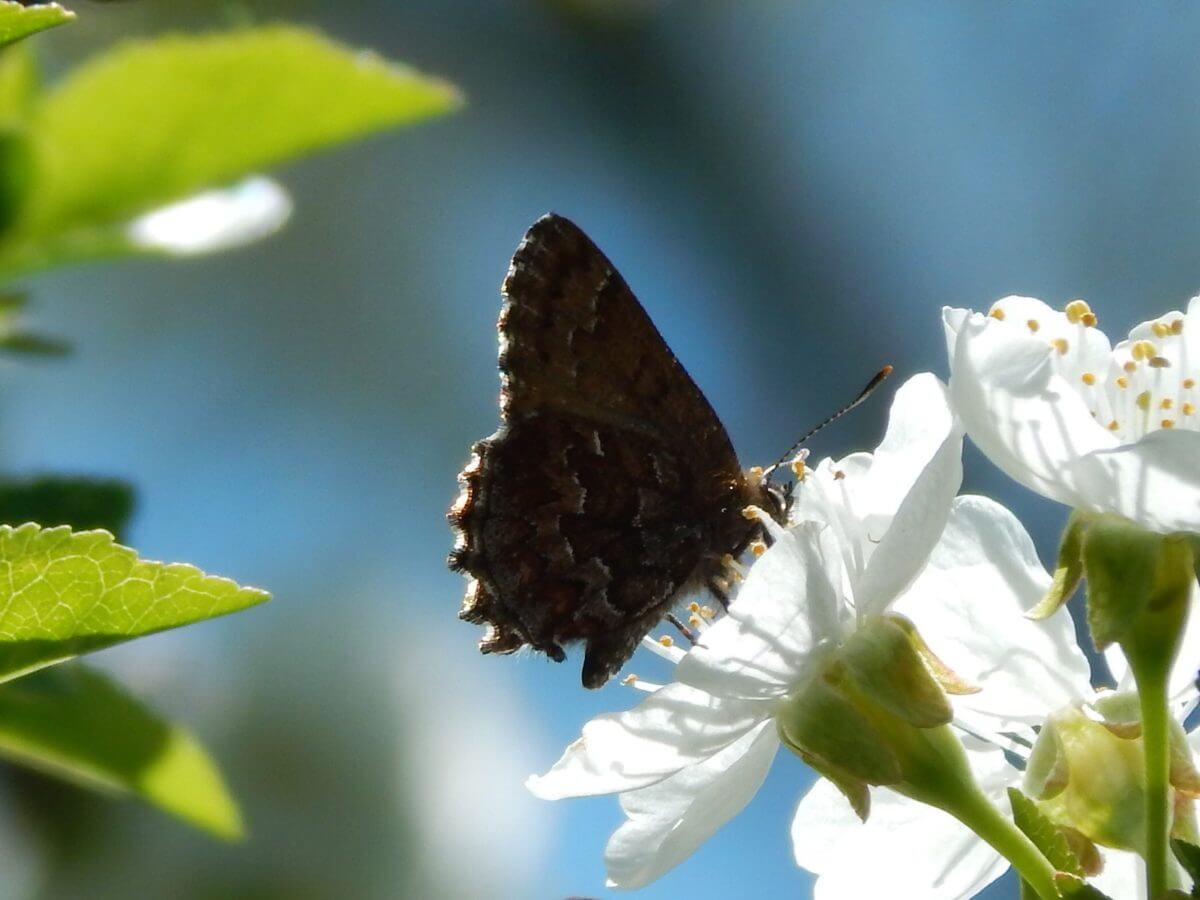 Cherry Blossom Visitor