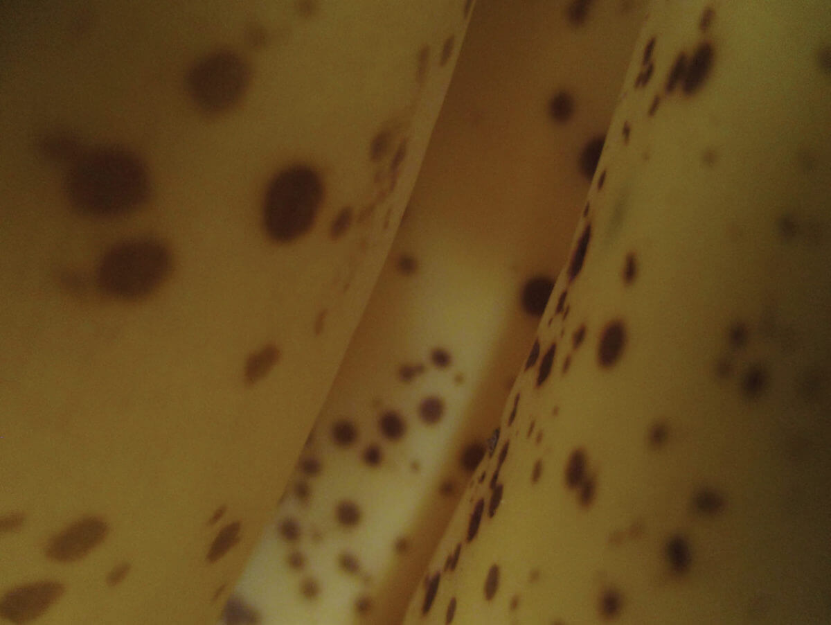 In the Land of Bananas