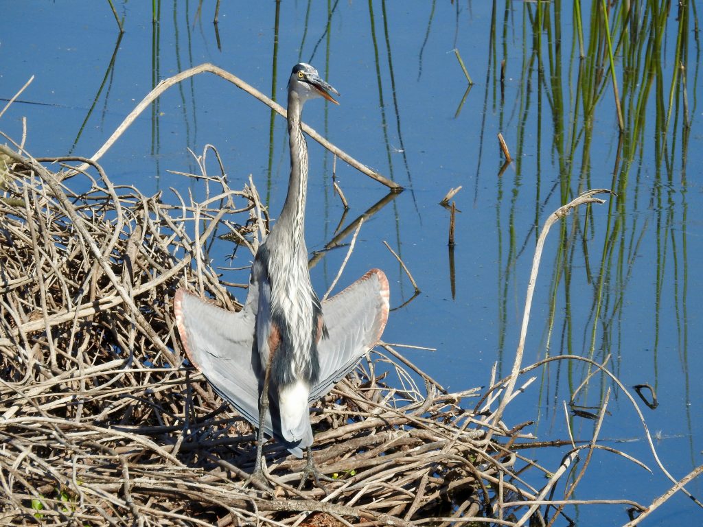 Blue Heron