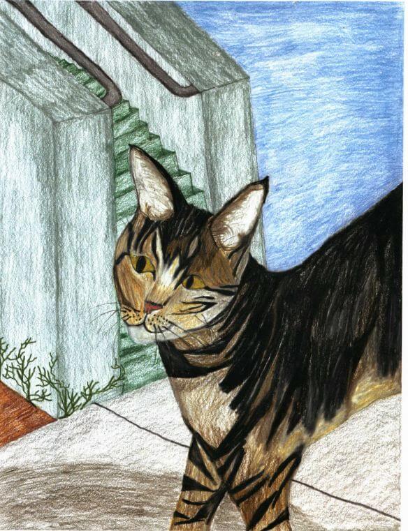 Comet Is Missing cat walking