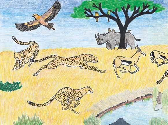 Freedom Run cheetas in the wild