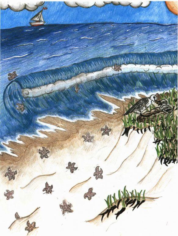 Starfish sea shore