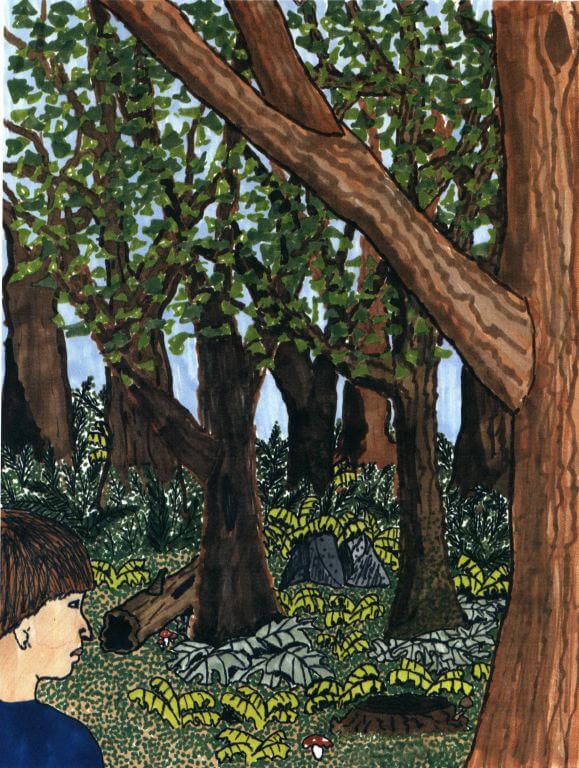 Forest looking at the forest