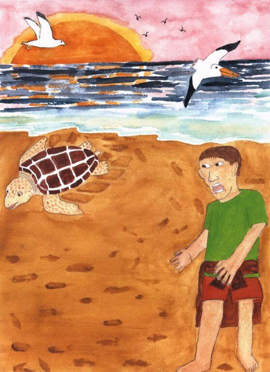 Summer of the Sea Turtles watching a turtle