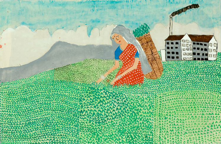 Harvesting Tea, by Achinda Siriwardena, age 7, Sri Lanka