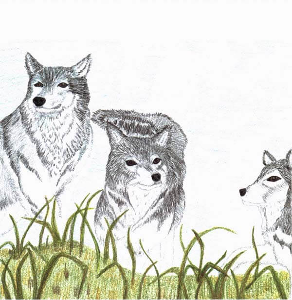 the lone wolf three wolves