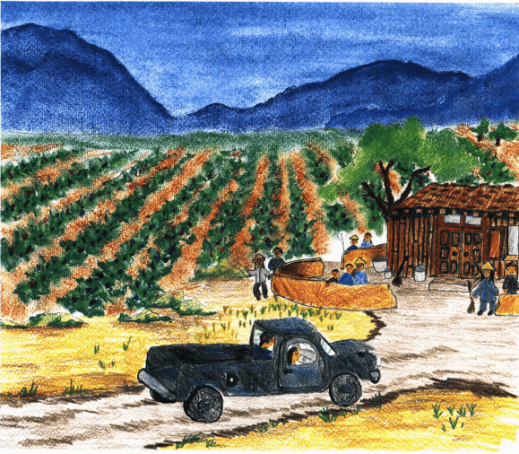 Where the Cotton Bolls Grow a plantation