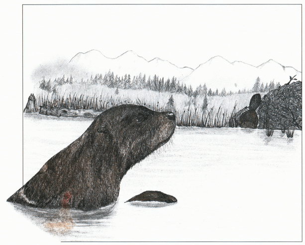 Roscoe a beaver