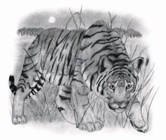 Ttger Prey tiger on the hunt