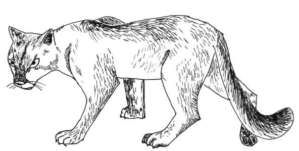 Just Another Cat drawing of cougar