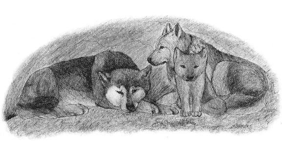Enchantment of the Wolves pack of wolves