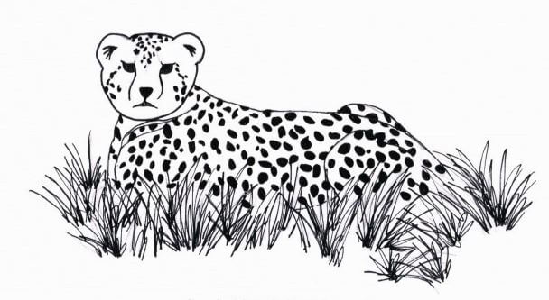The Chase cheetah lounging