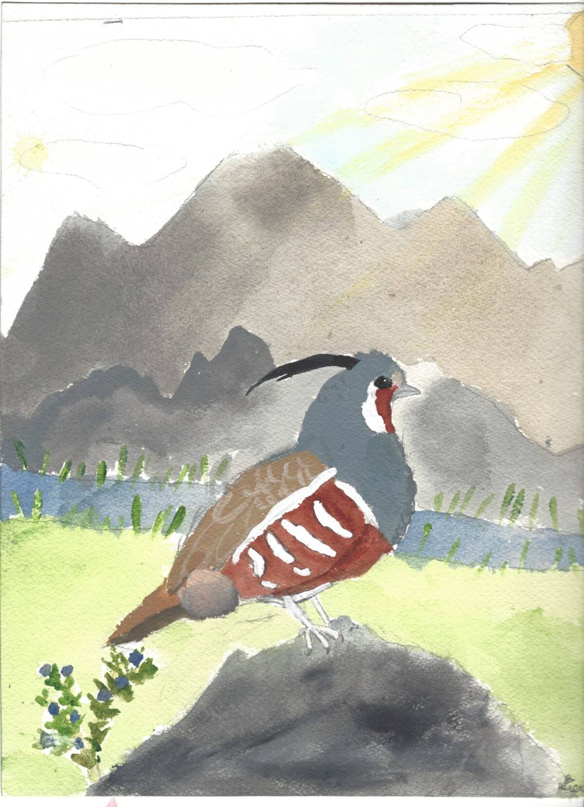 Mountain Quail Sierra Glassman