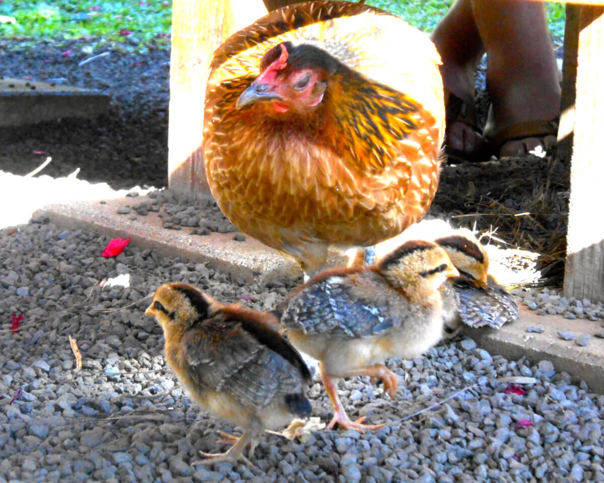 Chickens Cole Gibson
