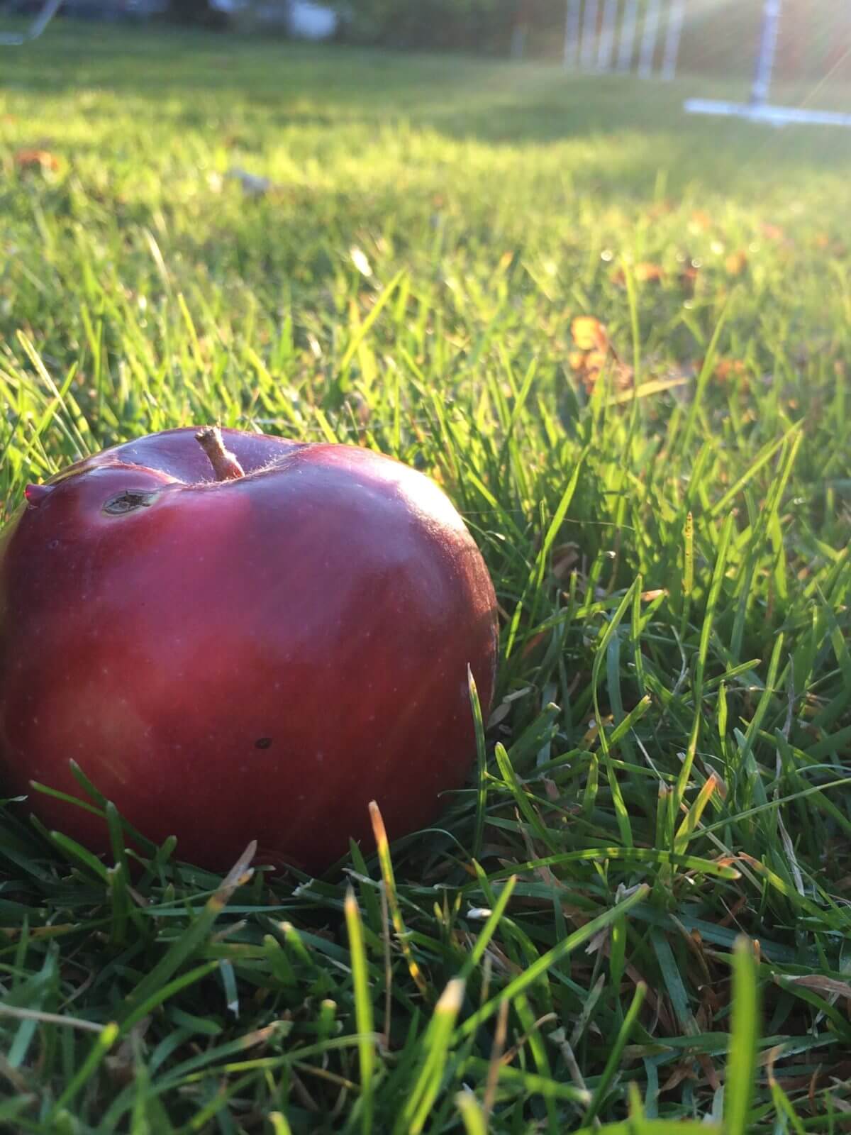 Apple