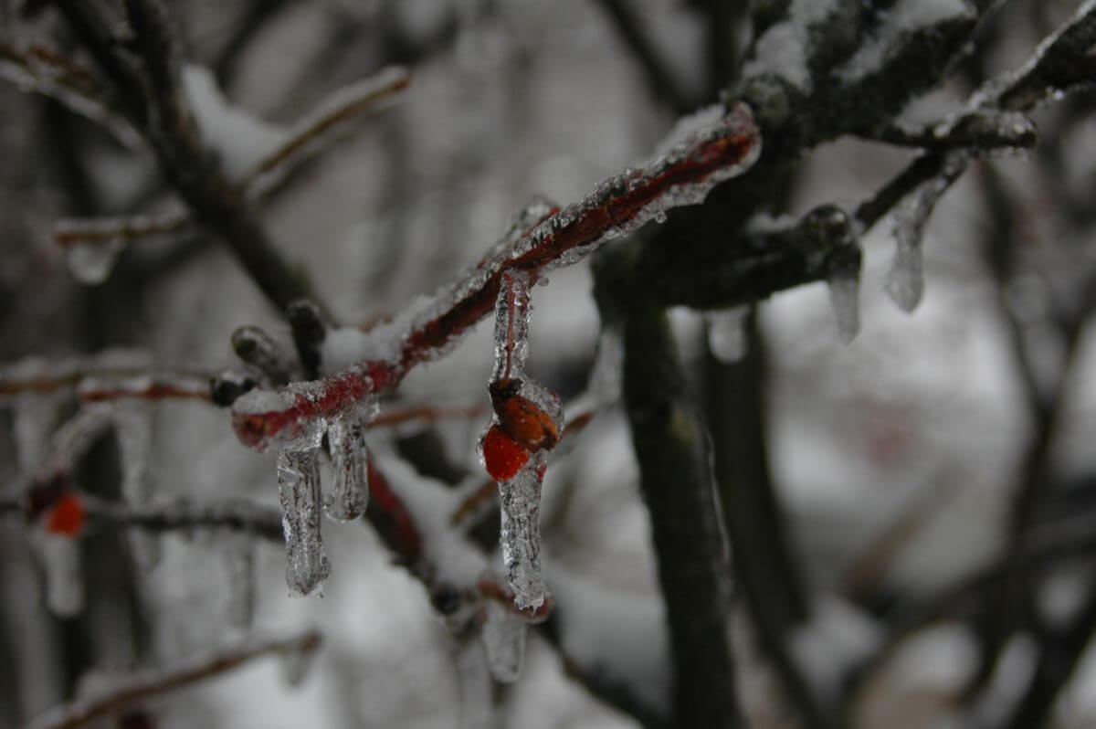 Frozen Beauty