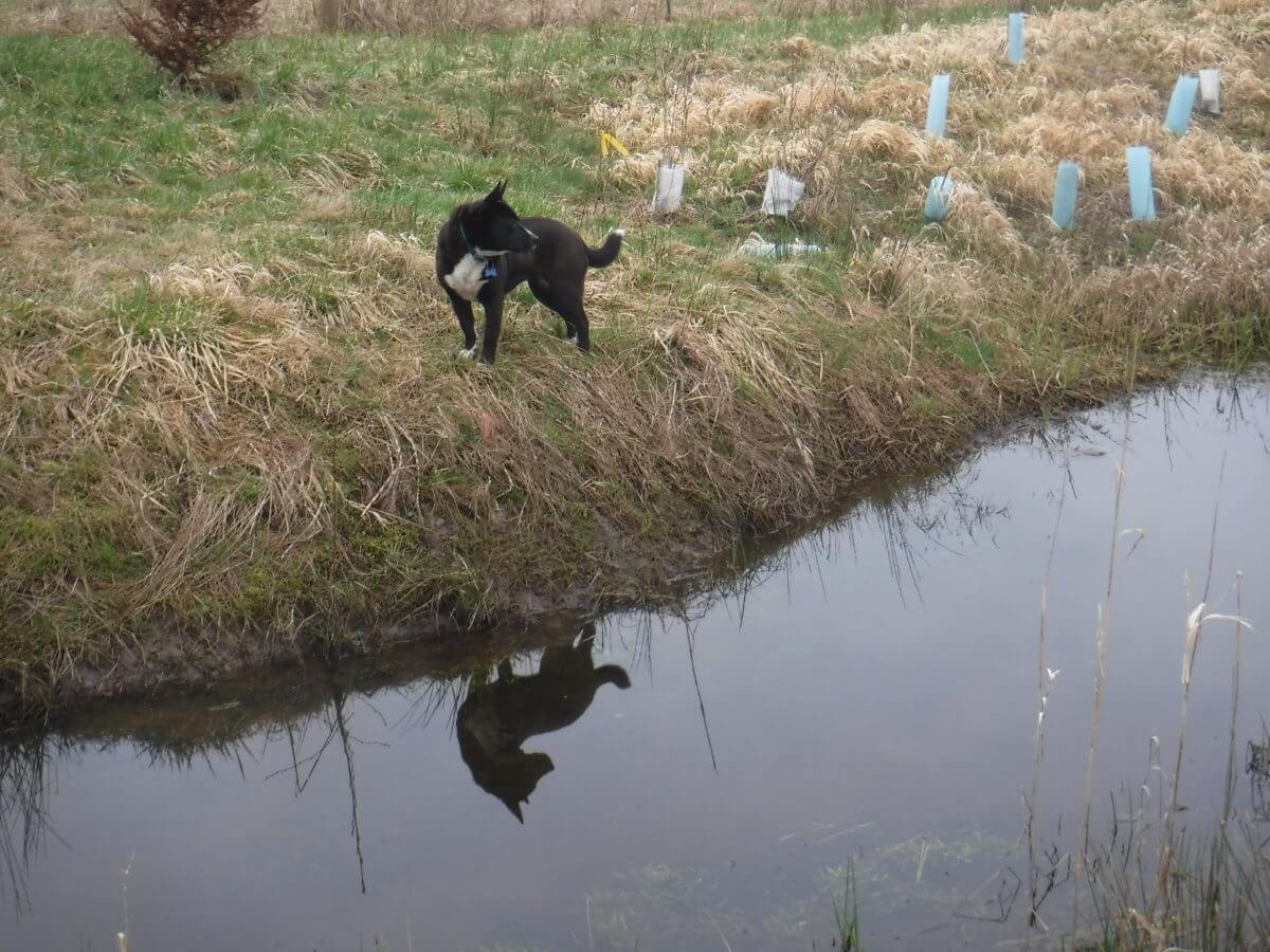 Creek Reflection
