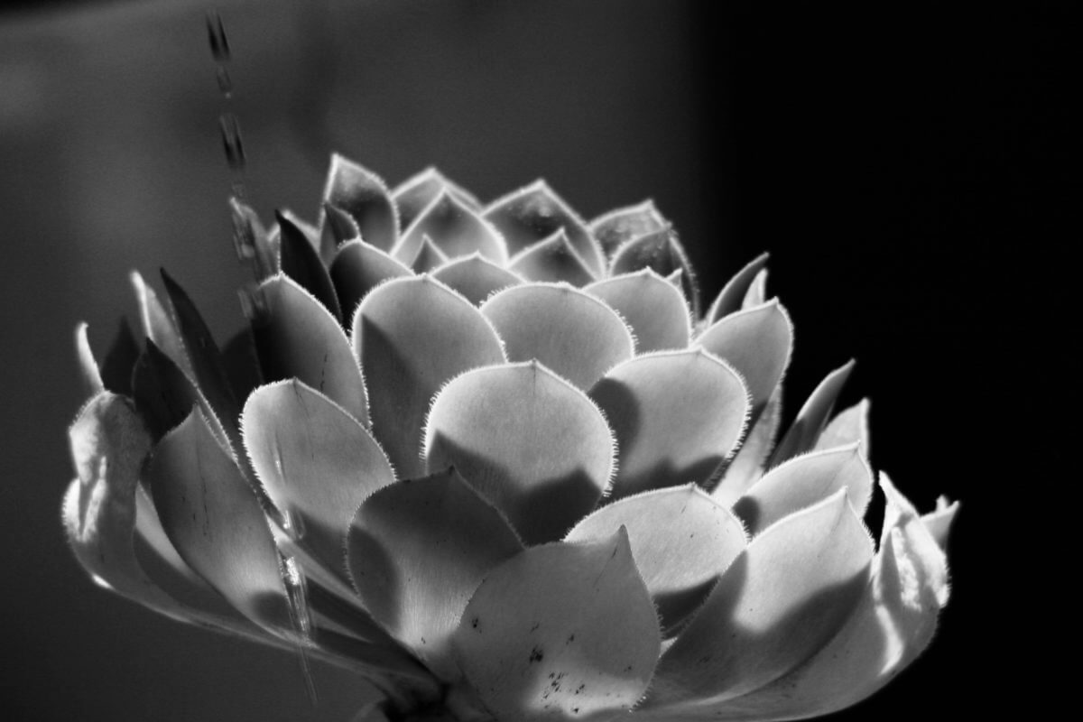 Succulent