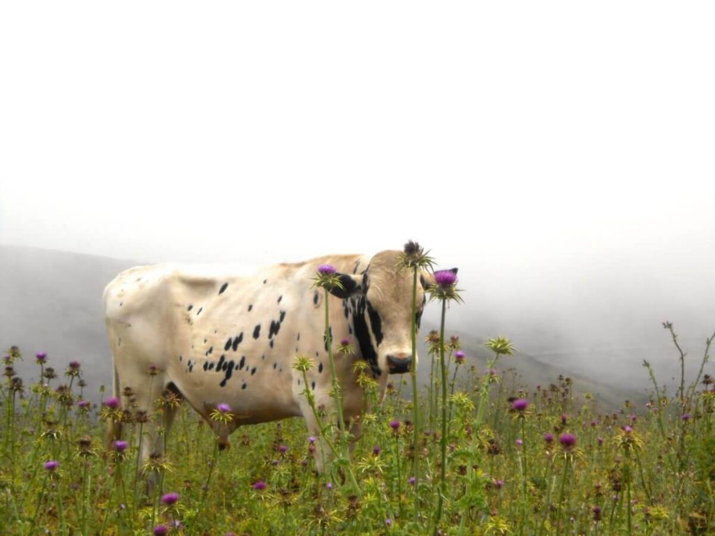 A photograph of a cow in a field of flowers.