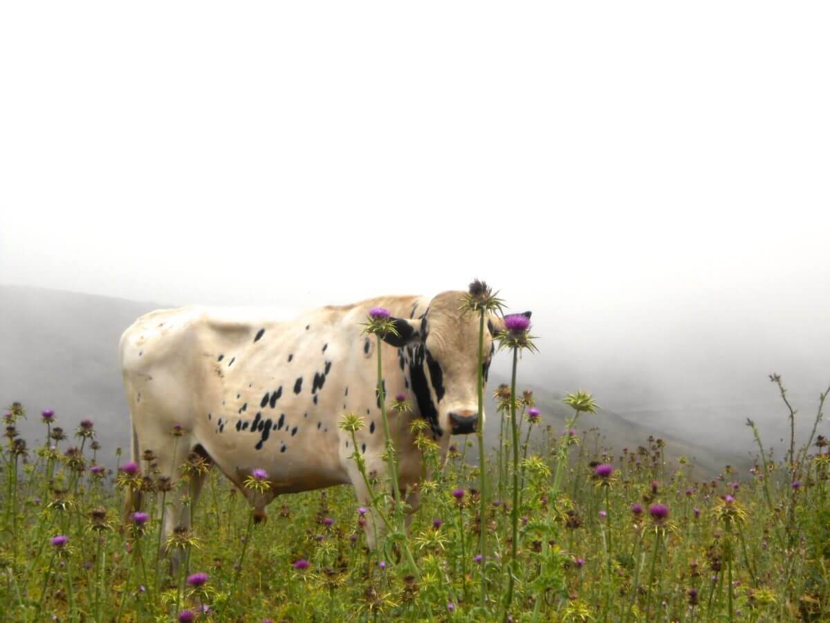 Flower Cow