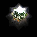 A photograph of plants seen through a star-shaped hole in the ceiling.