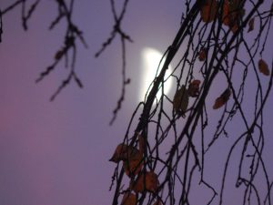 A photograph of the moon obscured by branches.