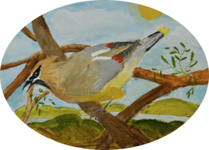 A painting of a cedar waxwing in a tree.
