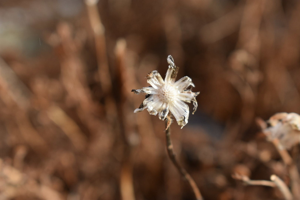 The Only Life in Death Flower, photography
