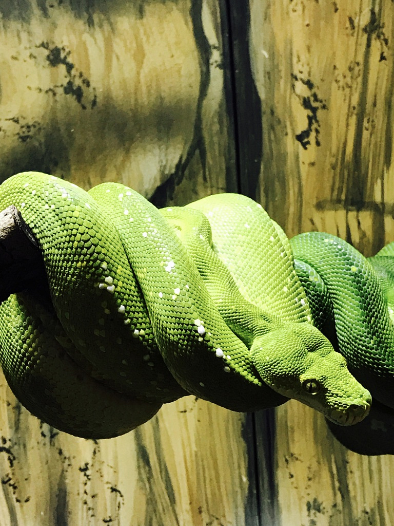 Green Envy