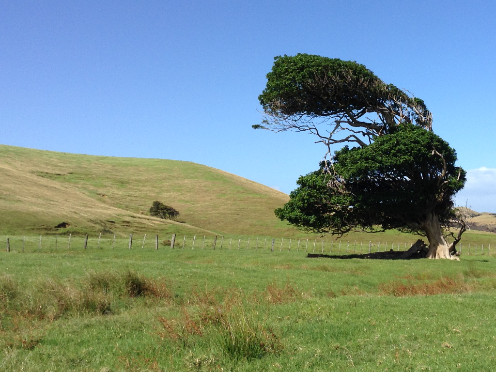 The Lonely Tree