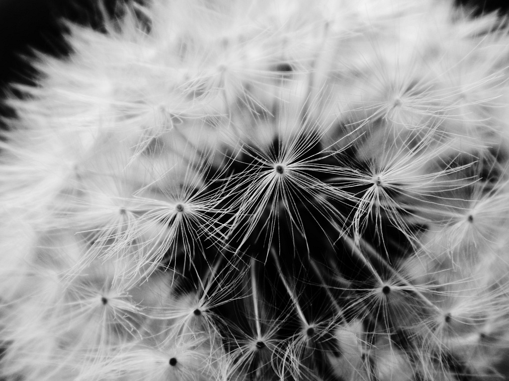 Dandelion in Black and White